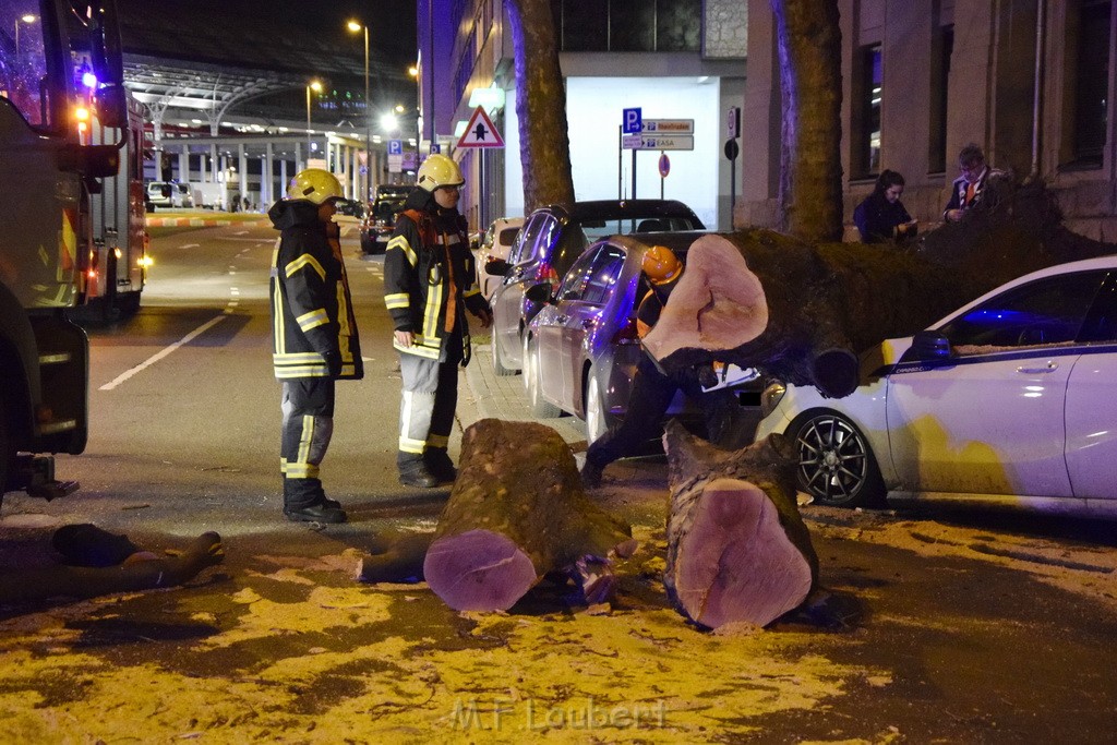 Baum auf PKWs Koeln Mitte Rheinuferstr Goldgasse P077.JPG - Miklos Laubert